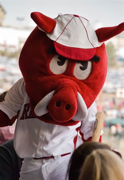 The Symbolism Behind the Razorback Hog as Arkansas's Live Mascot